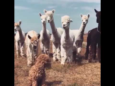 4K Ultra HD Video of Cutest baby animals Videos Compilation Cute moment of the Animals