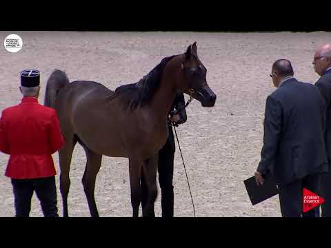 N.86 DUKE SANTONIO ME - Paris 2018 - Yearling Colts (Class CM 4A)