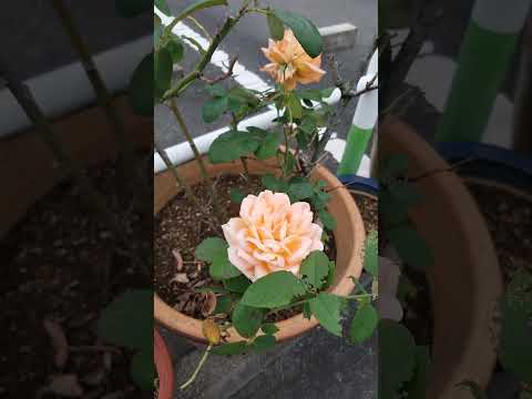  2024 年にラズベリーの吸盤を植えるのに最適な時期はいつですか?春にこれらの低木を移植するにはどうすればよいですか？  庭園