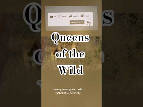 Queens of the Wild part:1#shorts #shortvideo #short #youtubeshorts #wildlife