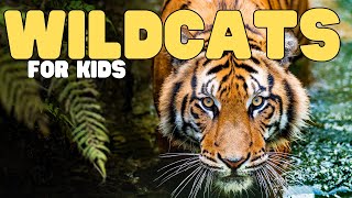 Wildcats for Kids | Learn about this interesting group of cats