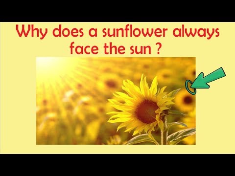 Why does a Sunflower always face the sun ? | GK Questions with answers