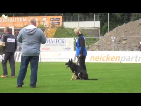 Dina vom Eisernen Kreuz - SV Bundessiegerprüfung 2017 - C