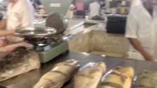 preview picture of video 'マナウスの魚市場　 Amazon Tropical Fish Market in Manaus Brazil '