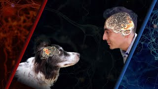 Not always the face – how humans and dogs see each other - Bunford, Hernández-Perez et al. (2020)