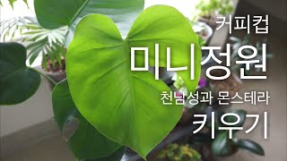 몬스테라 키우기 플랜테리어 최고의 식물