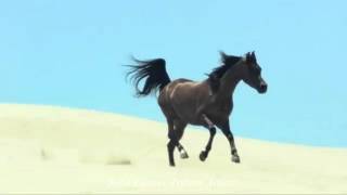 "To The Wild Country" - Distant Sons