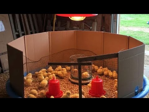 Reproducteurs Cobb 500