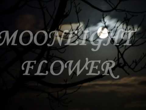 "MOONLIGHT FLOWER" by MICHAEL CRETU w/ Lyrics