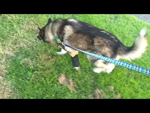 Harvey 3-4 weeks into brace treatment for carpal hyperextension