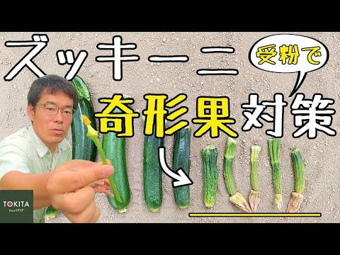 , title : '【家庭菜園】ズッキーニの奇形果を防ぐ！【ズッキーニ栽培】'
