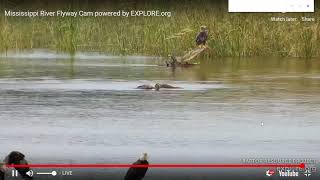 Mississippi River Bird Cam   Explore org   Google Chrome 2019 10 04 08 49 41