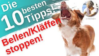Bellen/Kläffen stoppen I Tipps & Tricks! Hundeerziehung: Die 10 wichtigsten & wertvollsten Tipps!