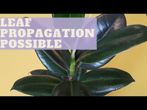 , title : 'RUBBER PLANT care tips for beginners | How to propagate Ficus Elastica | Ficus Elastica care tips'