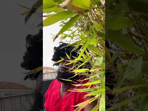 Menm si yo te longe on plat Bali nan lantouray li pa tap prannl