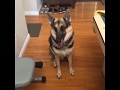 Duke, are you ready to do a flip?