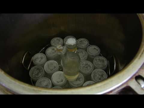 Budidaya Jamur Tiram 01: Pembuatan Bibit Jamur F0