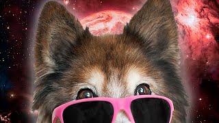 10 AMAZING Dogs With Sunglasses! -- BiDiPiGiFiTiWiPiBiCiMiFiDiFiTi #0