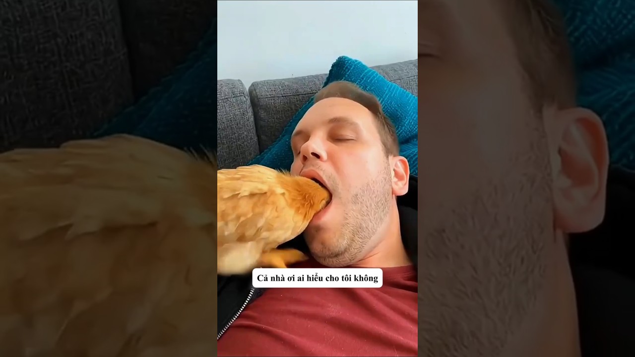 Con gà bất ngờ chui vào trong miệng