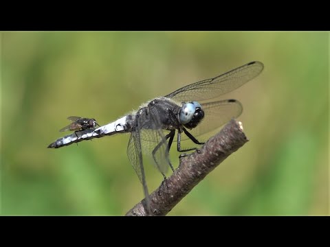 Fliege landet auf Libelle / Fly lands on dragonfly