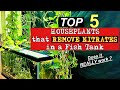 Best Plants To Grow On Top Of Aquarium