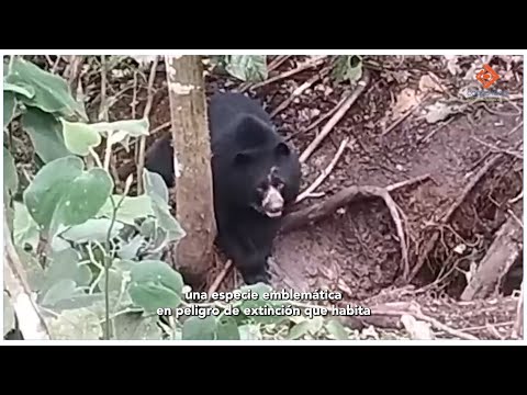Avistamiento de Oso de Anteojos en El Carmen de Atrato - Chocó