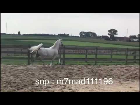 الحصان المنتج فياض الفياض 🍃