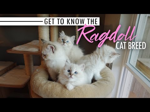 Get to Know the Ragdoll Cat Breed