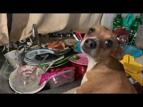 Truco de perros, lavar trastes