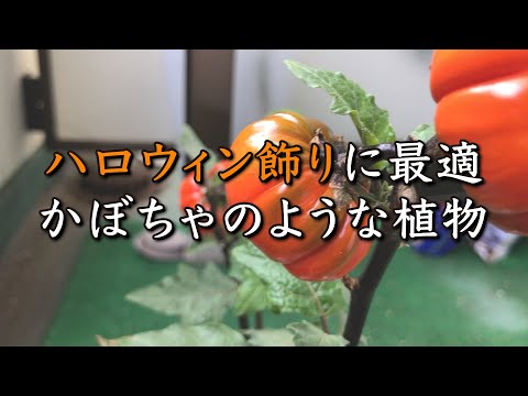 パンプキン 植物