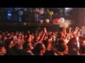 Przewalski's Ponies live in Helsinki 2014 
