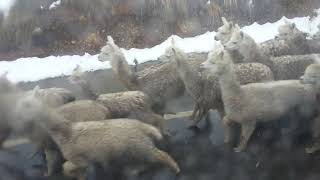 preview picture of video 'Gregge di Alpaca sulle montagne di Ayacucho, Peru'