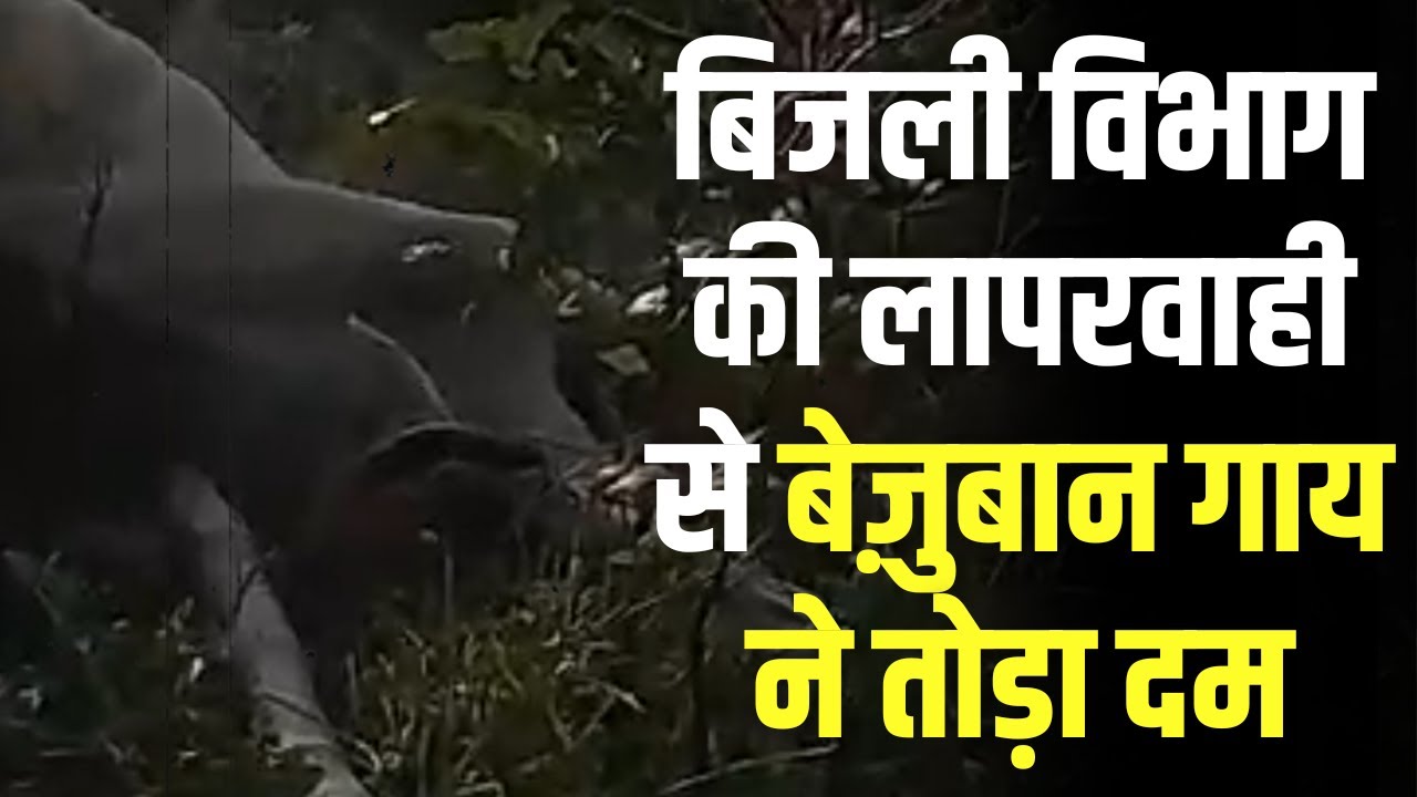 Damoh News: बिजली विभाग की लापरवाही से गाय की मौत, ग्रामीण ने कहा 'गौ हत्या'