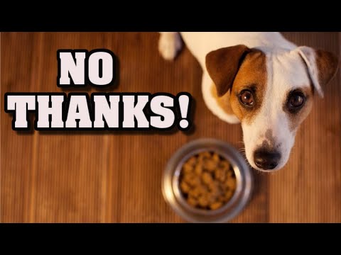 Why My Dog Won't Eat Its food- Why is that and how can I help my dog?