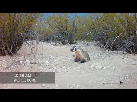 Coyote attacks badger