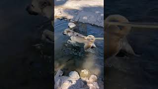 Video preview image #1 Black Mouth Cur-Unknown Mix Puppy For Sale in phoenix, AZ, USA