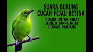 Download lagu suara pikat cucak ijo Betina nangil jantan dijamin jantan pasti langsung datang mp3