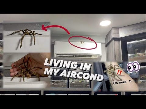 Escaped Tarantula was Living in my Aircond ?!! 😱