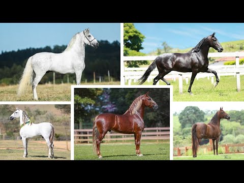 OS CAMPEÕES DOS CAMPEÕES NACIONAIS DE MARCHA BATIDA DE 2016/2017/2018/2019/2022