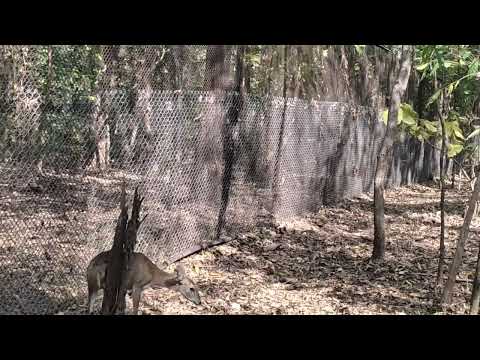 Jangal Safari kevadiya narmada #nature #video #viral #wildlife #