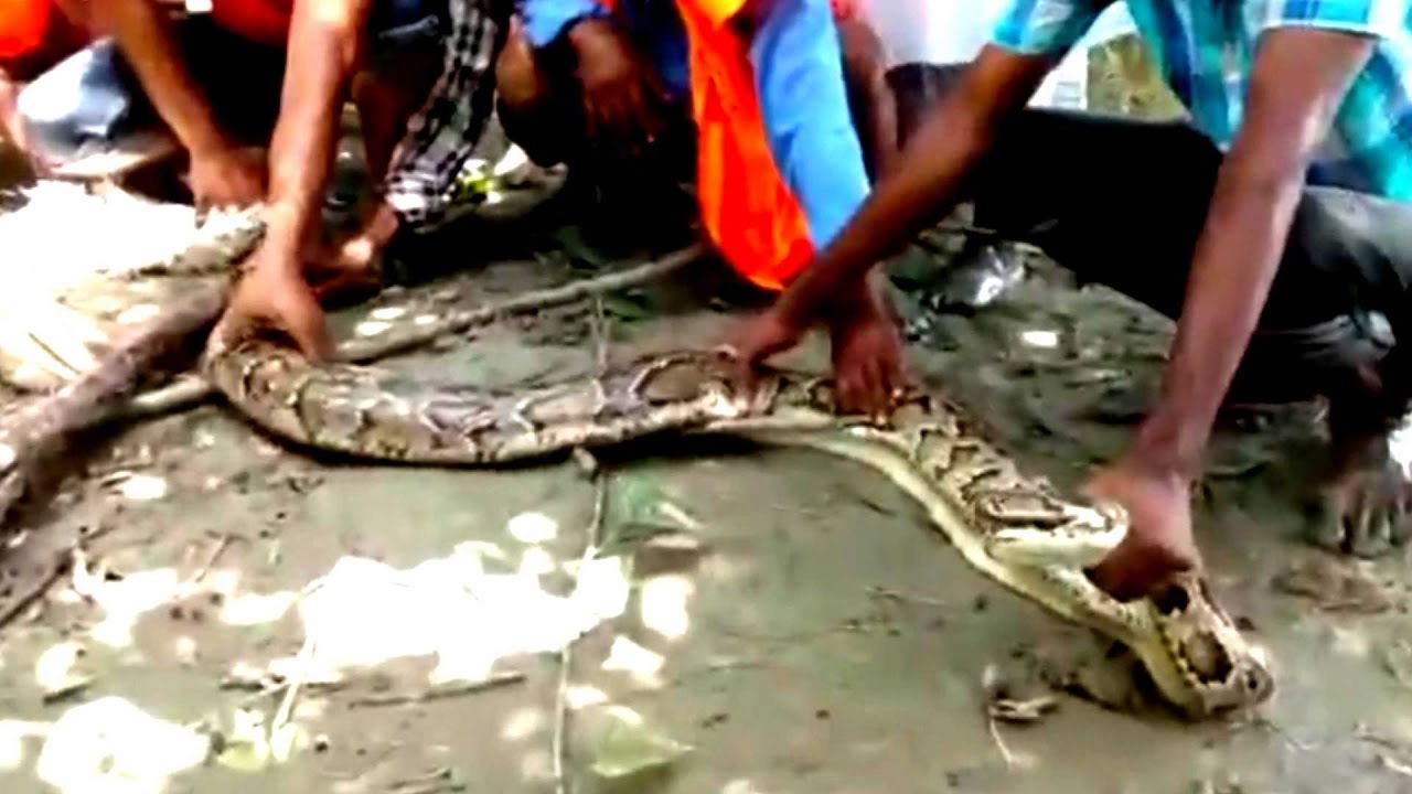 After rescuing the python, forest department released it in the Sundorbans