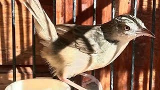 Download lagu Pancingan Cigun Muda Agar Cepat Bunyi Dan Gacor mp3