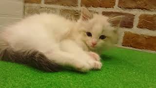 ラグドールの動画01