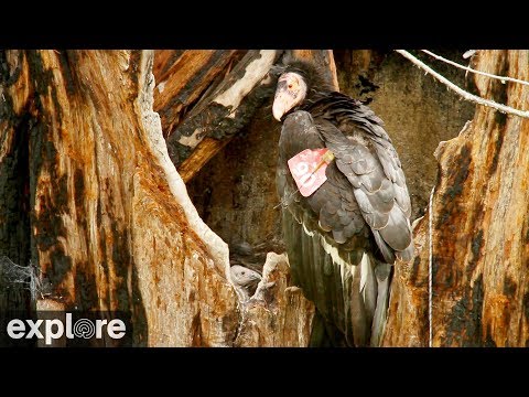 Big Sur Condors powered by EXPLORE.org