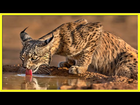 6 vadon élő macskafaj a kihalás szélén