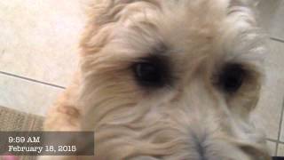 Wheaten Greetin' No More - Dog Training of Fort Myers - Patrick Logue