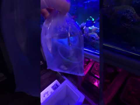 video 4