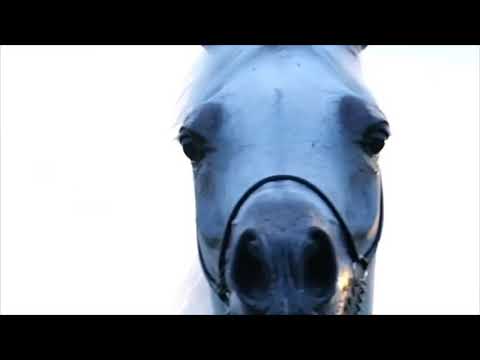 👑ANOOD ALNASSER👑