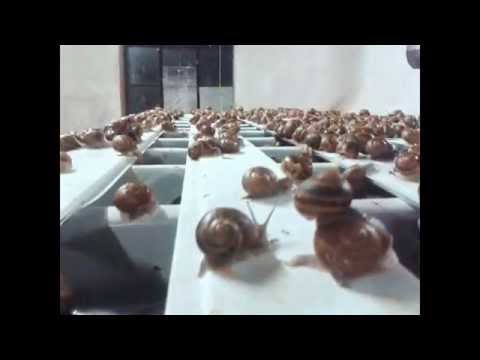 Hodowla ślimaków, ferma - tel 697 068 000