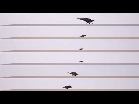 The Isle- Speed test (All dinos)